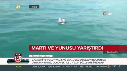 Rizeli balıkçının martı ve yunus balığı ile sohbeti