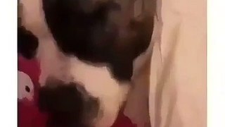 Quand un chat dort à coté d'un chien qui ronfle. Hilarant !