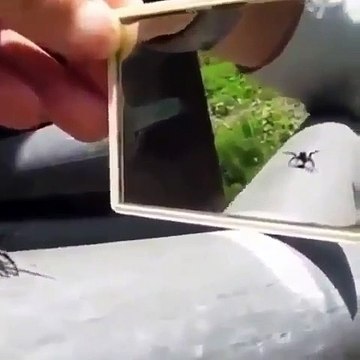 La réaction des araignées quand elle se voit dans le miroir pour la première fois. A pleurer de rire !