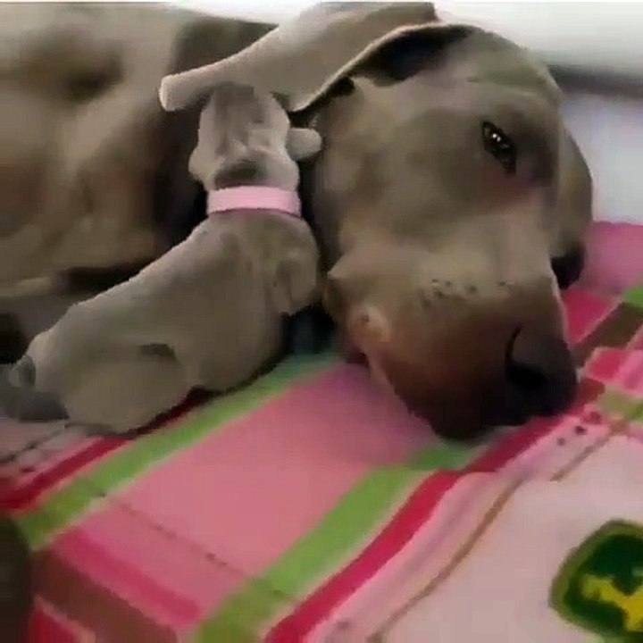 Ce chiot adore se caler tout contre sa maman. Trop cute!