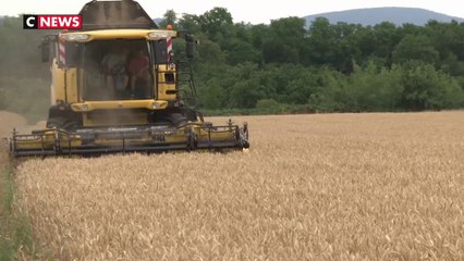 Moissons précoces : le rendement en baisse