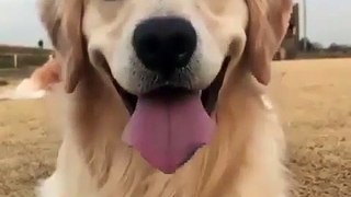 Voici à quoi ressemble un Golden Retriever heureux. Trop mimi !