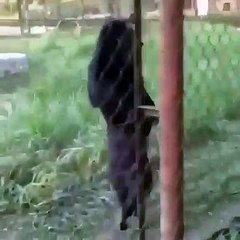 Surprenant ! Regardez ce que cet ours est capable de faire !