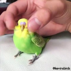 Ce petit oiseau est tout simplement majestueux. Admirez le !