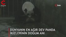 Dünyanın en ağır dev panda ikizlerinin doğum anı