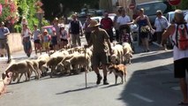 Clapiers : des moutons dans la ville