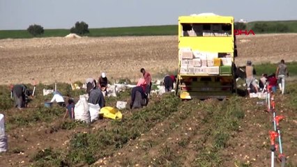 Niğde'de patates hasadı başladı