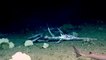 NOAA Vehicle Deep Discoverer Shows Shark Feeding Frenzy
