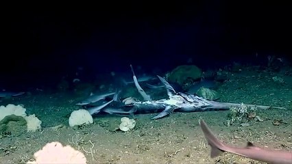 NOAA Vehicle Deep Discoverer Shows Shark Feeding Frenzy