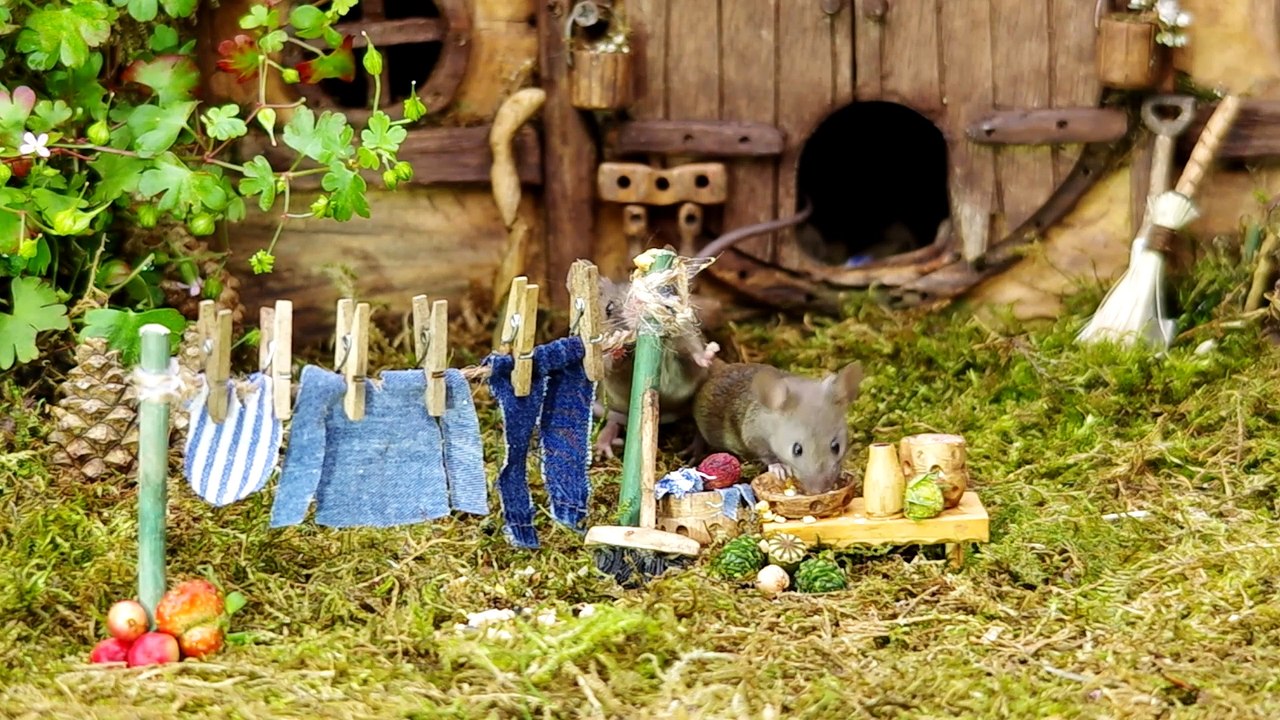 wash day in mouse land