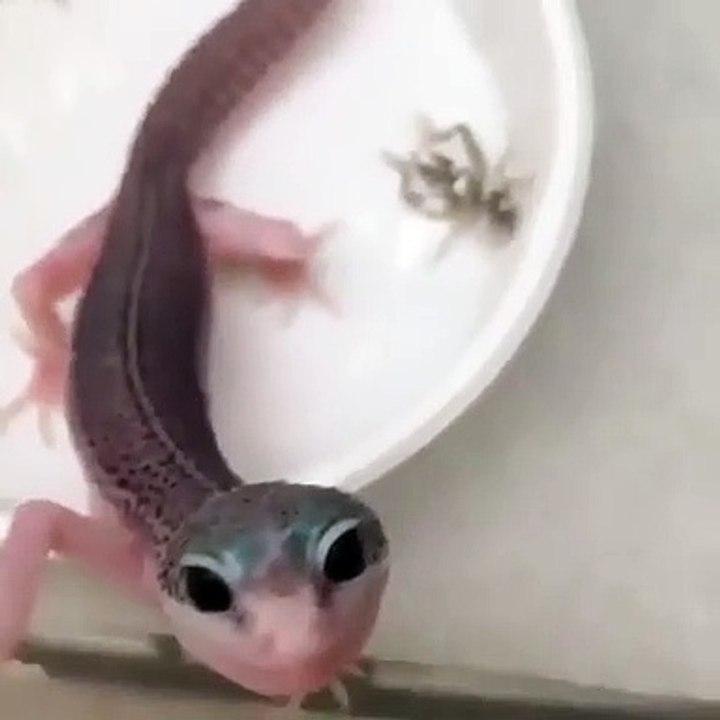 Quand un gecko fait un joli sourire à la caméra. Trop cute!