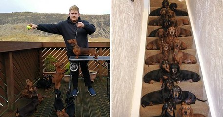 Un jeune homme a réussi à aligner ses 16 teckels par paires sur ses escaliers pour prendre une photo mémorable