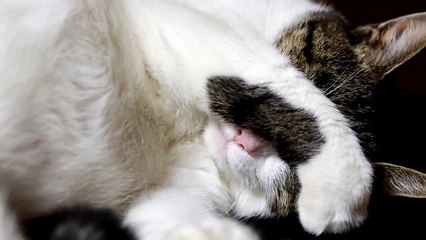 Sleeping Cute Cat (Funny Style)