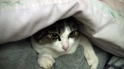 Why Your Cat Loves Sleeping in Your Bed 💤