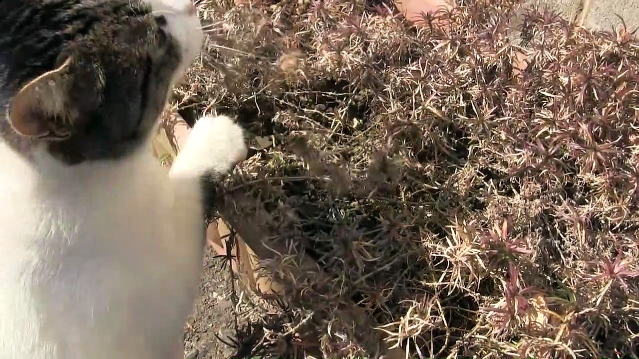 Cat plays with grass