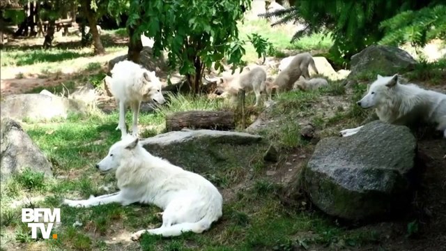 Mandrill, louveteaux, hippopotame... Plusieurs bébés sont récemment nés au zoo d'Amnéville