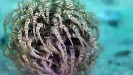 A Swimming Sea Anemone