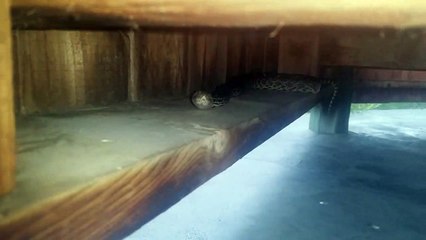 Sneaky Snake  Slithers Where You Sit