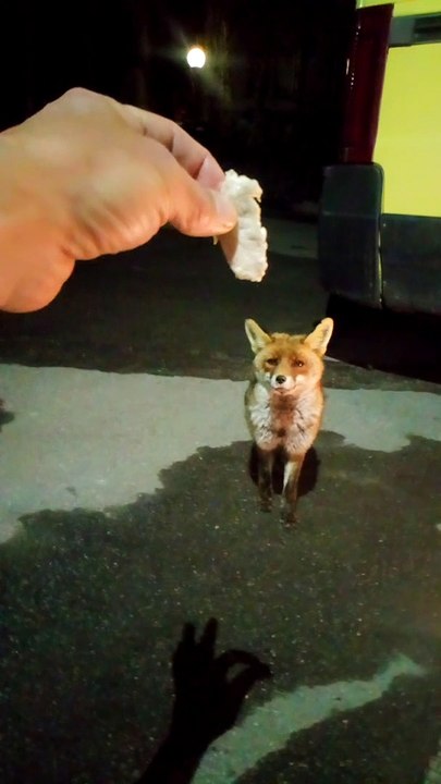 Feeding a Fox For a Close Encounter