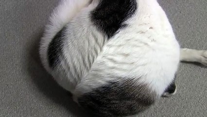Pattern of the hair that appeared when the cat turned round
