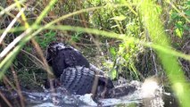 Excited photographer captures the moment huge alligator kills massive Burmese python