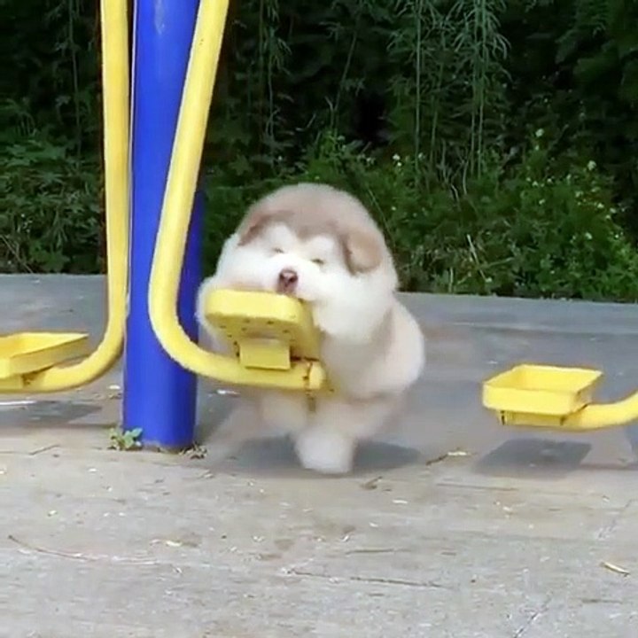Ce chien se balance tout seul dans un parc. Adorable !