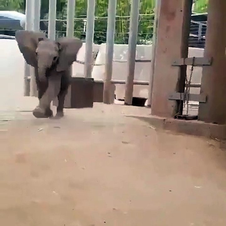 Ce bébé éléphant est trop chou. Regardez le !