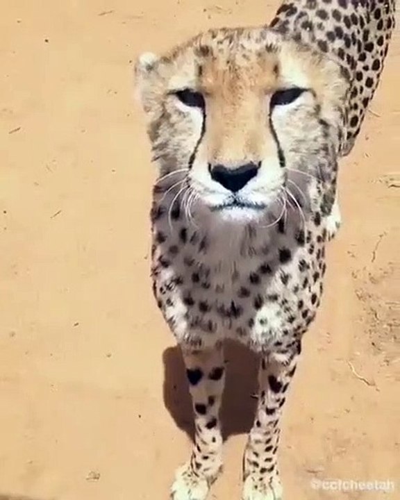 Ce guépard miaule comme un chat. A absolument v...