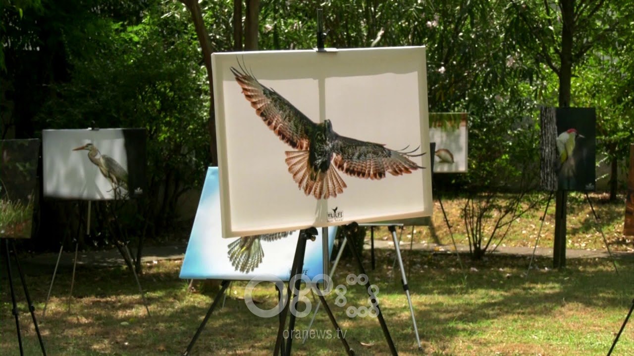 RTV Ora - Ambasada e Kosovës çel ekspozitë për promovimin e faunës shqiptare