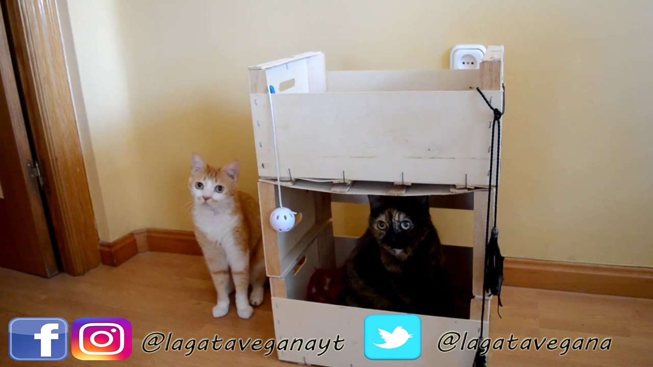 DIY LITERA PARA GATOS CON CAJAS RECICLADAS FÁCIL Y BARATO | CAMA CASERA PARA GATOS | LA GATA VEGANA
