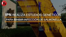 IPN realiza estudios genéticos para inhibir infección de salmonella