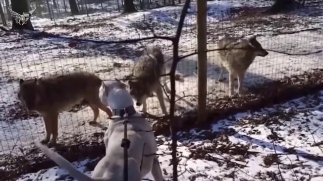 Ce chien n'a pas peur des loups et veut jouer avec eux