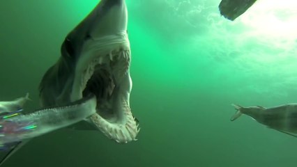 Ils filment la morsure d'un requin Mako au plus près