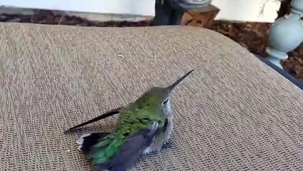 Il sauve et nourrit à la main un jeune colibri adorable