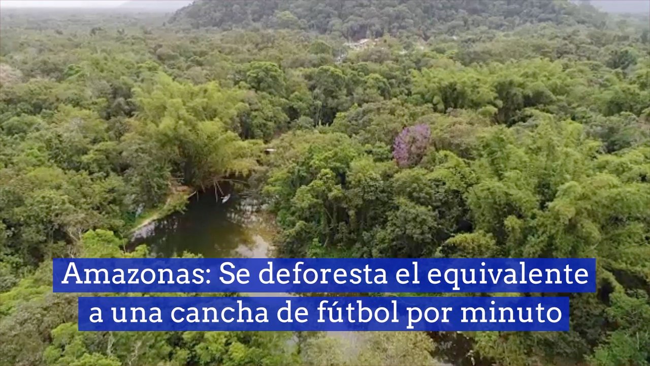 Amazonas Se deforesta el equivalente a una cancha de fútbol por minuto