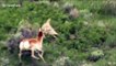 Brave pronghorn mother chases off coyote in Yellowstone National Park