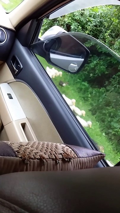 Dozens and Dozens of Adorable Ducks