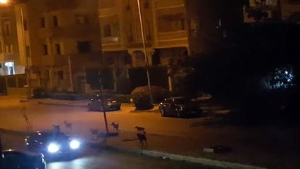 انتشار الكلاب الضالة بأعداد كبيرة فى الشيخ زايد.. والأهالى يستغيثون