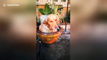Golden retriever cools off inside clay basin in Thailand