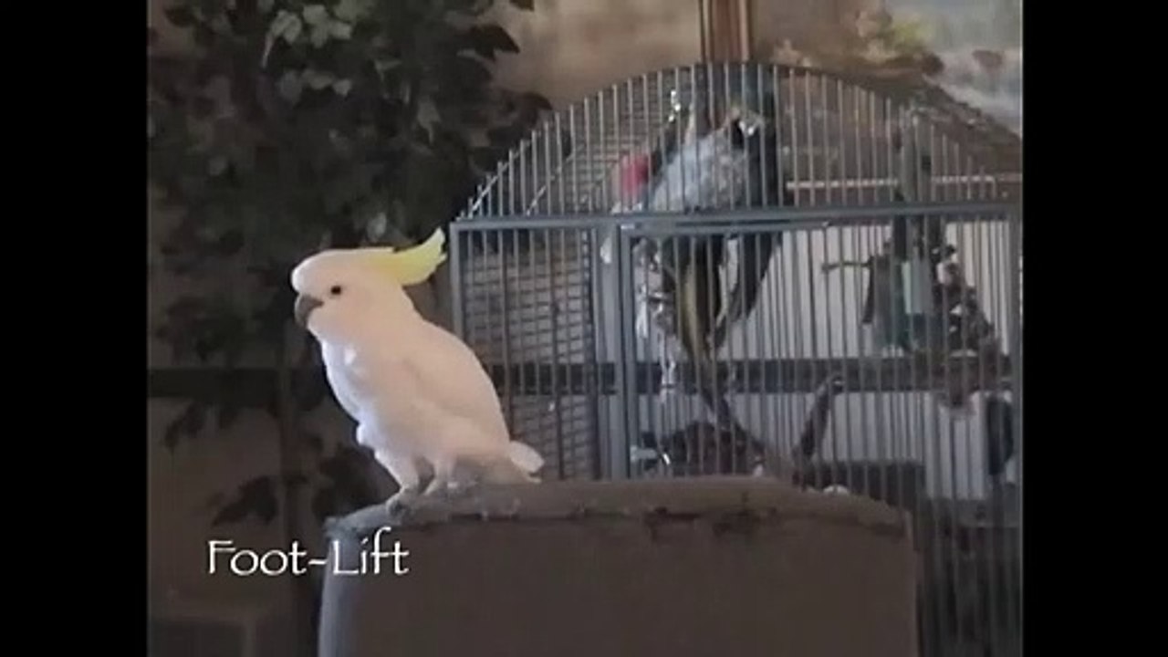 A dança da Cacatua