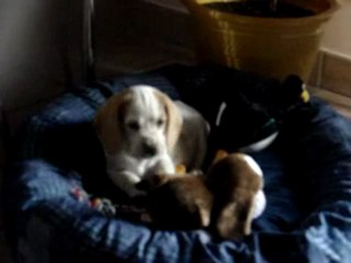 william primo giorno