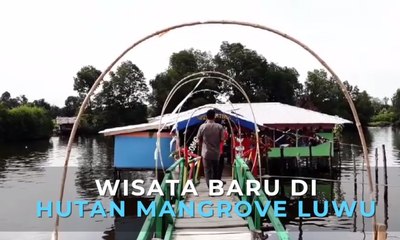 Wisata Baru di Hutan Mangrove Luwu