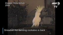 Snowball proves cockatoos love dancing, just like humans