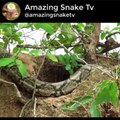Real Anaconda Stalks Cat Home