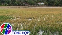 THVL | 13.000ha cây trồng tại Quảng Ngãi đứng trước nguy cơ chết khô do nắng hạn