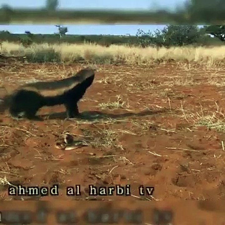 A battle between the snake and animal honey badger