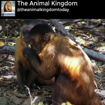 Unbelievable Monkey Save Mouse From Snake Hunting _ Top Snake vs Prey