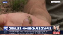 Elles sont toutes petites mais voraces: des chenilles ont dévoré plus de 6000 hectares de végétation dans le Var