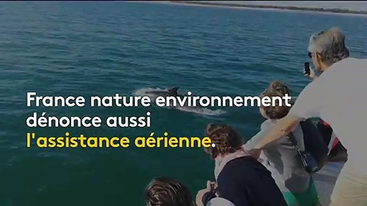 Vous rêvez de nager avec les dauphins ? On vous explique pourquoi c'est une (très) mauvaise idée