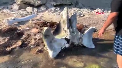 EDİRNE Deniz kıyısında devasa kemikler bulundu